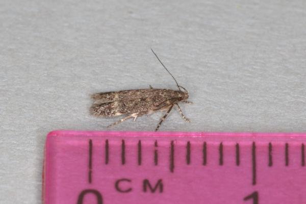 Bryotropha affinis, adult. Ouston, 14-06-2017. Copyright Verna Atkinson. Bryotropha affinis, adult. Ouston, 14-06-2017. Copyright Verna Atkinson.