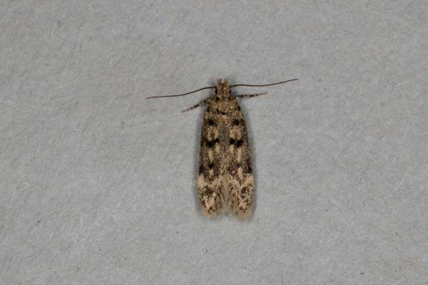 Bryotropha domestica, adult. Ouston, 10-07-2020. Copyright Verna Atkinson. Bryotropha domestica, adult. Ouston, 10-07-2020. Copyright Verna Atkinson.