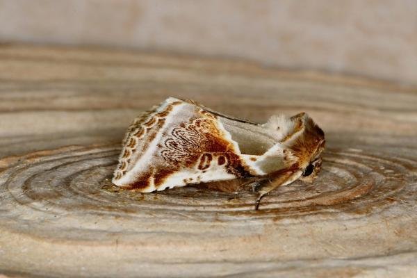 Buff Arches (Habrosyne pyritoides), adult. Ouston, 26-06-2020. Copyright Verna Atkinson.