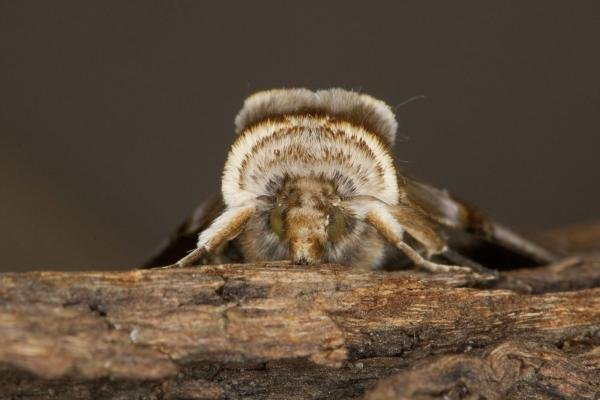Buff Arches (Habrosyne pyritoides), adult. Ouston, 24-06-2021. Copyright Verna Atkinson.