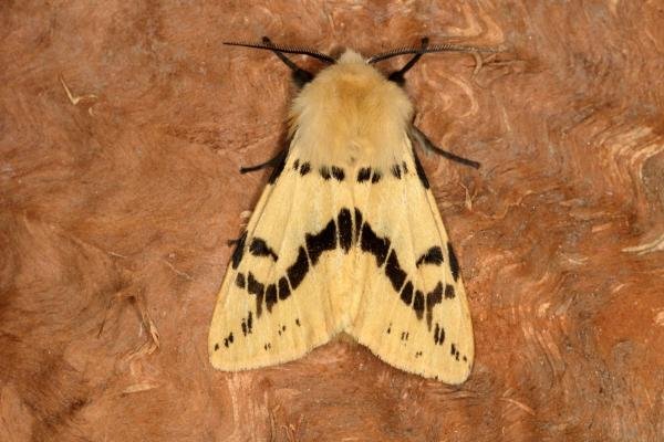 Buff Ermine (Spilosoma lutea), adult. Ouston, 03-07-2019. Copyright Verna Atkinson.