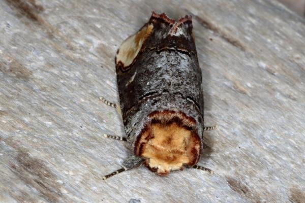 Buff-tip (Phalera bucephala), adult. Ouston, 29-05-2016. Copyright Verna Atkinson.