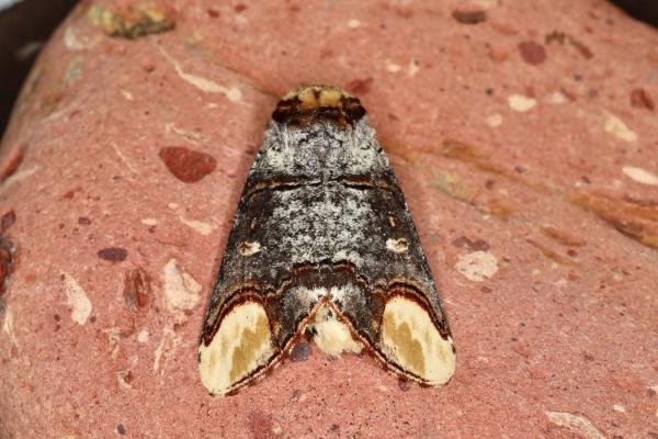 Buff-tip (Phalera bucephala), adult. Ouston, 21-05-2023. Copyright Verna Atkinson.
