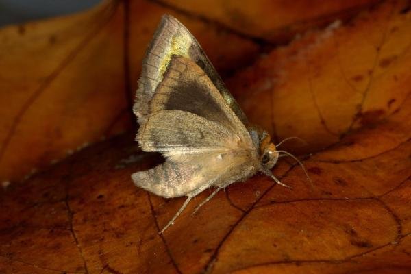 Burnished Brass (Diachrysia chrysitis), adult. Ouston, 11-10-2019. Copyright Verna Atkinson.