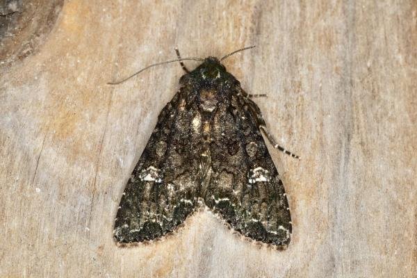 Cabbage Moth (Mamestra brassicae), adult. Ouston, 26-07-2020. Copyright Verna Atkinson. Cabbage Moth (Mamestra brassicae), adult. Ouston, 26-07-2020. Copyright Verna Atkinson.