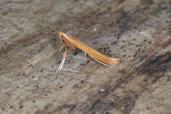 Caloptilia betulicola, adult. Ouston, 12-03-2017. Copyright Verna Atkinson. Caloptilia betulicola, adult. Ouston, 12-03-2017. Copyright Verna Atkinson.