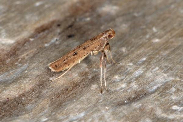 Caloptilia rufipennella, adult. Ouston, 20-04-2017. Copyright Verna Atkinson. Caloptilia rufipennella, adult. Ouston, 20-04-2017. Copyright Verna Atkinson.