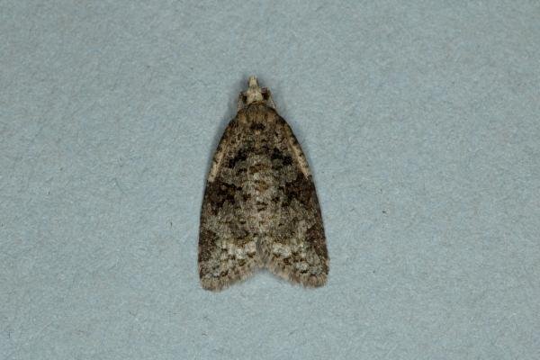 Capua vulgana, adult. Ouston, 20-05-2019. Copyright Verna Atkinson.