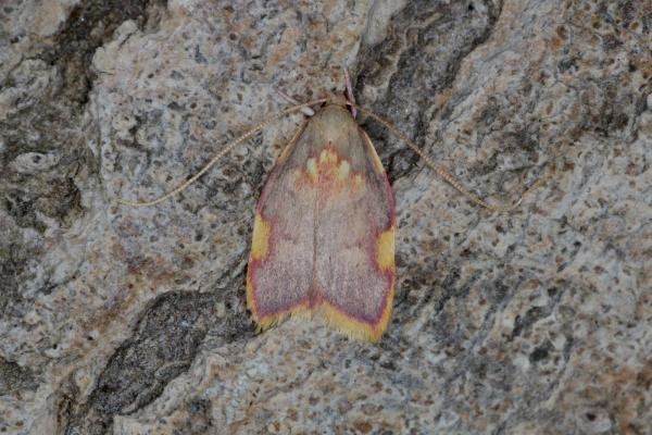 Carcina quercana, adult. Ouston, 23-06-2022. Copyright Verna Atkinson.
