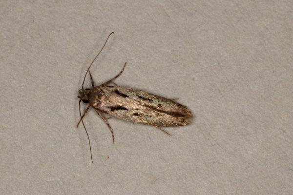 Carpatolechia decorella, adult. Ouston, 20-03-2019. Copyright Verna Atkinson. Carpatolechia decorella, adult. Ouston, 20-03-2019. Copyright Verna Atkinson.