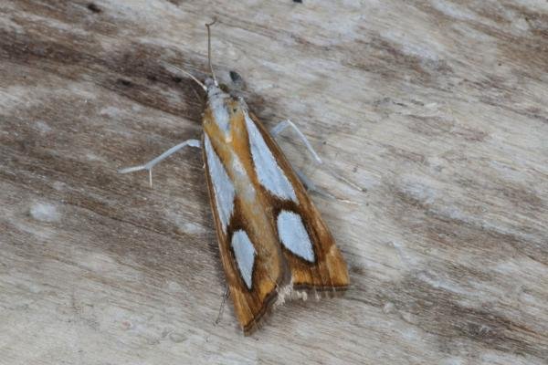 Catoptria pinella, adult. Ouston, 22-07-2016. Copyright Verna Atkinson.