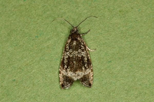 Celypha lacunana, adult. Ouston, 21-06-2022. Copyright Verna Atkinson.
