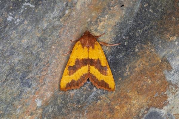 Centre-barred Sallow (Atethmia centrago), adult. Ouston, 22-08-2023. Copyright Verna Atkinson. Centre-barred Sallow (Atethmia centrago), adult. Ouston, 22-08-2023. Copyright Verna Atkinson.