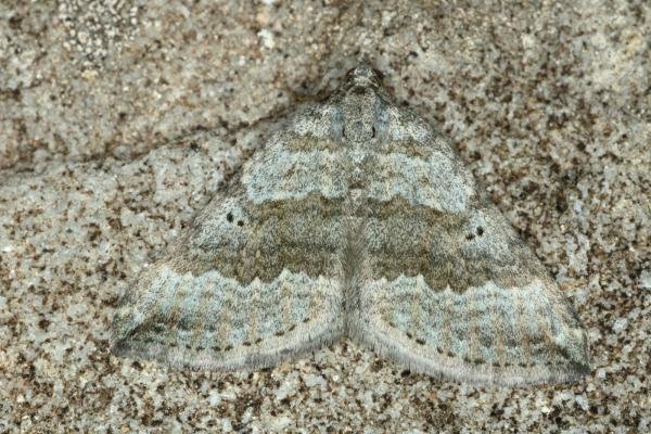 Chalk Carpet (Scotopteryx bipunctaria), adult. Fulwell Quarry, 10-07-2019. Copyright Verna Atkinson. Chalk Carpet (Scotopteryx bipunctaria), adult. Fulwell Quarry, 10-07-2019. Copyright Verna Atkinson.