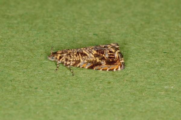 Cherry Bark Tortrix (Enarmonia formosana), adult. Ouston, 09-06-2022. Copyright Verna Atkinson. Cherry Bark Tortrix (Enarmonia formosana), adult. Ouston, 09-06-2022. Copyright Verna Atkinson.