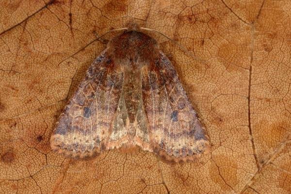 Chestnut (Conistra vaccinii), adult. Ouston, 08-12-2019. Copyright Verna Atkinson.