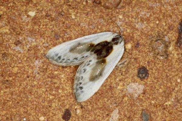 Chinese Character (Cilix glaucata), adult. Ouston, 09-06-2022. Copyright Verna Atkinson.