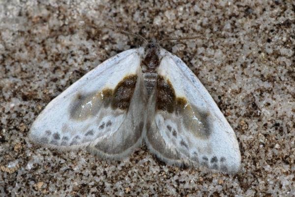 Chinese Character (Cilix glaucata), adult. Ouston, 23-06-2019. Copyright Verna Atkinson.