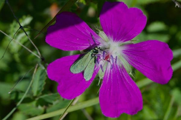 Cistus Forester (Adscita geryon), adult. Limekiln Gill, 22-06-2021. Copyright Verna Atkinson. Cistus Forester (Adscita geryon), adult. Limekiln Gill, 22-06-2021. Copyright Verna Atkinson.