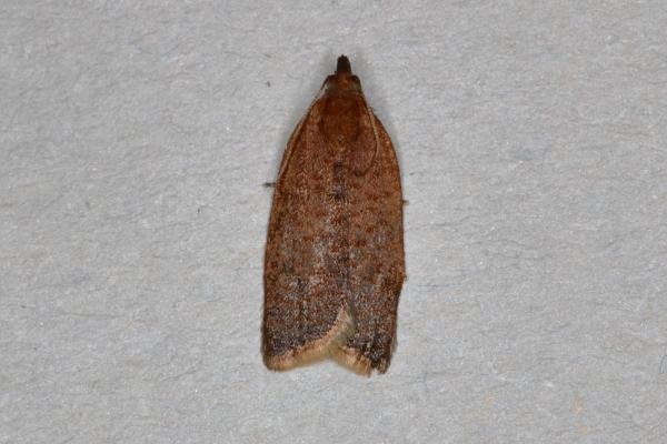 Clepsis consimilana, adult. Ouston, 29-06-2019. Copyright Verna Atkinson. Clepsis consimilana, adult. Ouston, 29-06-2019. Copyright Verna Atkinson.