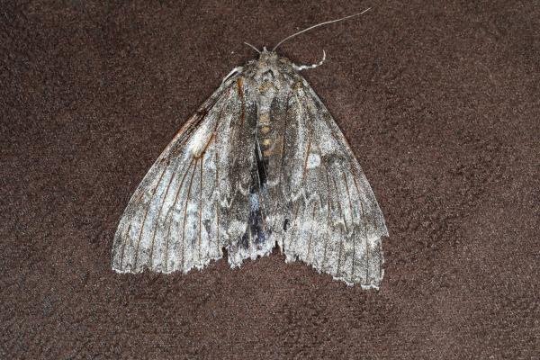 Clifden Nonpareil (Catocala fraxini), adult. Ouston, 14-09-2023. Copyright Verna Atkinson. Clifden Nonpareil (Catocala fraxini), adult. Ouston, 14-09-2023. Copyright Verna Atkinson.