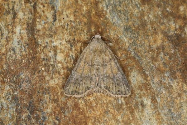 Cloaked Minor (Mesoligia furuncula), adult. Ouston, 29-07-2023. Copyright Verna Atkinson. Cloaked Minor (Mesoligia furuncula), adult. Ouston, 29-07-2023. Copyright Verna Atkinson.