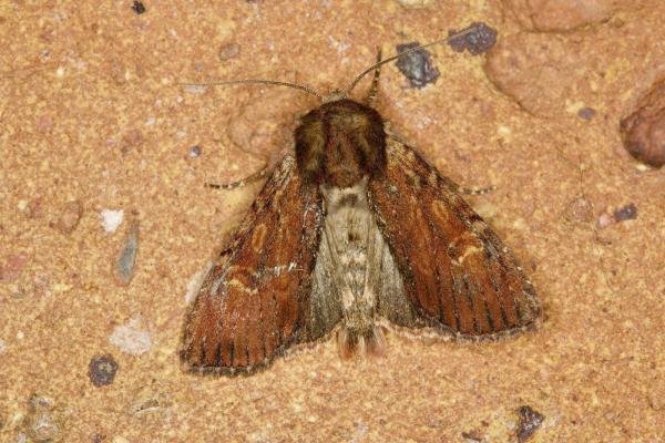 Clouded-bordered Brindle (Apamea crenata) ab. combusta, adult. Ouston, 09-05-2022. Copyright Verna Atkinson. Clouded-bordered Brindle (Apamea crenata) ab. combusta, adult. Ouston, 09-05-2022. Copyright Verna Atkinson.