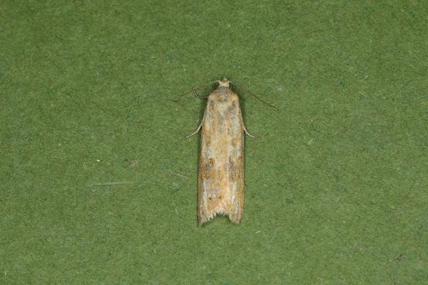 Cnephasia longana, adult. Ouston, 07-08-2023. Copyright Verna Atkinson. Cnephasia longana, adult. Ouston, 07-08-2023. Copyright Verna Atkinson.