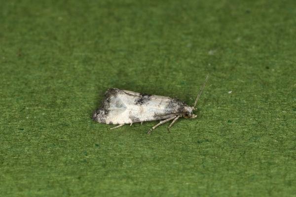 Neocochylis dubitana, adult. Ouston, 07-08-2023. Copyright Verna Atkinson. Neocochylis dubitana, adult. Ouston, 07-08-2023. Copyright Verna Atkinson.