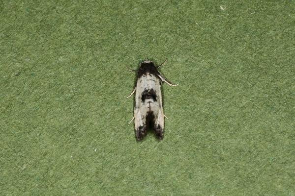 Neocochylis dubitana, adult. Ouston, 07-08-2023. Copyright Verna Atkinson. Neocochylis dubitana, adult. Ouston, 07-08-2023. Copyright Verna Atkinson.
