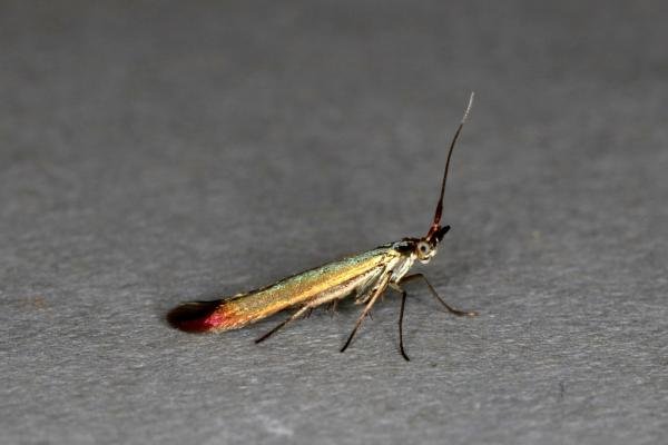 Coleophora trifolii, adult. Ouston, 08-07-2020. Copyright Verna Atkinson. Coleophora trifolii, adult. Ouston, 08-07-2020. Copyright Verna Atkinson.