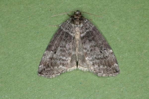 Common Lutestring (Ochropacha duplaris), adult. Castle Eden Dene, 12-07-2022. Copyright Verna Atkinson. Common Lutestring (Ochropacha duplaris), adult. Castle Eden Dene, 12-07-2022. Copyright Verna Atkinson.