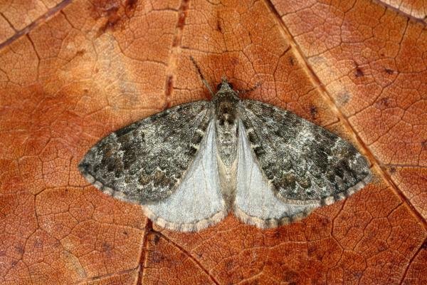 Common Marbled Carpet (Dysstroma truncata), adult. Ouston, 18-08-2019. Copyright Verna Atkinson.
