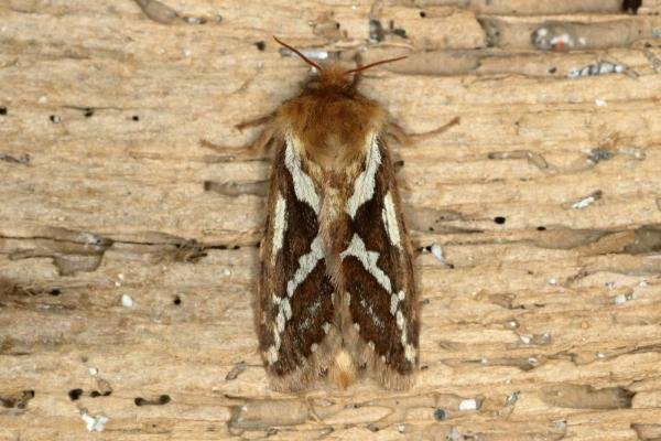 Common Swift (Korscheltellus lupulina), adult. Ouston, 20-05-2020. Copyright Verna Atkinson.