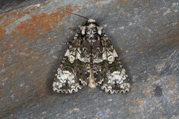 Coronet (Craniophora ligustri), adult. Ouston, 22-06-2023. Copyright Verna Atkinson. Coronet (Craniophora ligustri), adult. Ouston, 22-06-2023. Copyright Verna Atkinson.