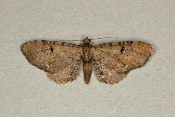 Currant Pug (Eupithecia assimilata), adult. Ouston, 07-07-2019. Copyright Verna Atkinson.