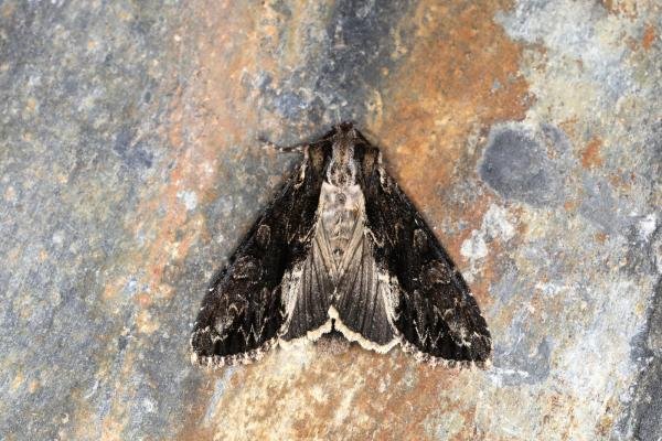 Dark Arches (Apamea monoglypha) f. aethiops, adult. Ouston, 27-06-2023. Copyright Verna Atkinson. Dark Arches (Apamea monoglypha) f. aethiops, adult. Ouston, 27-06-2023. Copyright Verna Atkinson.