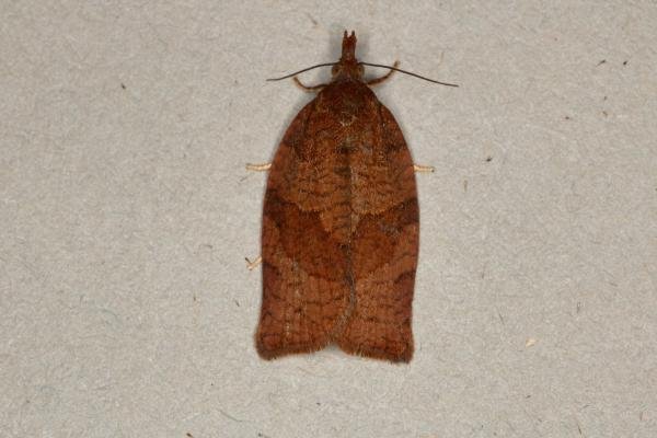 Dark Fruit-tree Tortrix (Pandemis heparana), adult. Ouston, 06-07-2019. Copyright Verna Atkinson.