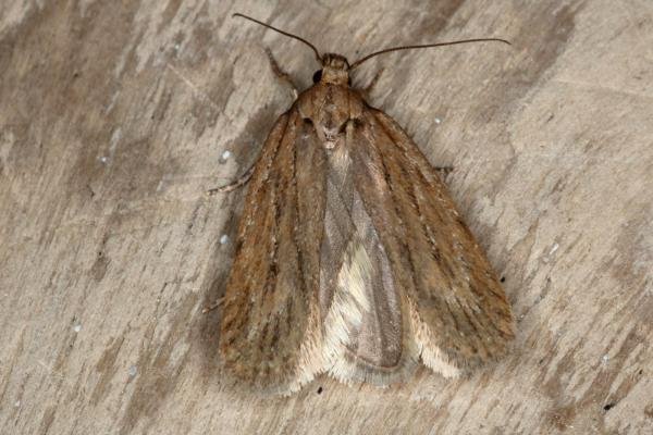 Parsnip Moth (Depressaria radiella), adult. Ouston, 21-03-2016. Copyright Verna Atkinson. Parsnip Moth (Depressaria radiella), adult. Ouston, 21-03-2016. Copyright Verna Atkinson.