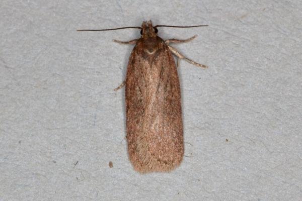 Depressaria sordidatella, adult. Ouston, 28-07-2017. Copyright Verna Atkinson. Depressaria sordidatella, adult. Ouston, 28-07-2017. Copyright Verna Atkinson.