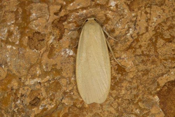 Dingy Footman (Eilema griseola) f. stramineola, adult. Ouston, 28-08-2021. Copyright Verna Atkinson. Dingy Footman (Eilema griseola) f. stramineola, adult. Ouston, 28-08-2021. Copyright Verna Atkinson.