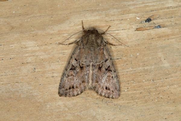 Dingy Shears (Fissipunctia ypsillon), adult. Ouston, 23-07-2018. Copyright Verna Atkinson.