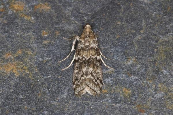 Dioryctria abietella, adult. Ouston, 29-07-2021. Copyright Verna Atkinson.