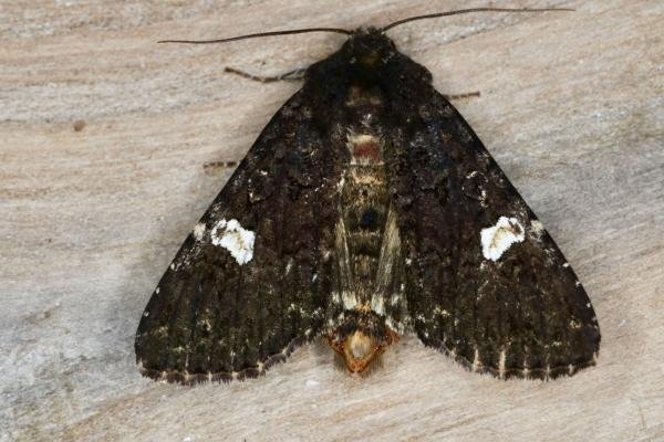 Dot Moth (Melanchra persicariae), adult. Ouston, 26-07-2020. Copyright Verna Atkinson. Dot Moth (Melanchra persicariae), adult. Ouston, 26-07-2020. Copyright Verna Atkinson.