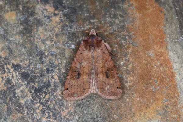 Dotted Clay (Xestia baja), adult. Ouston, 03-07-2023. Copyright Verna Atkinson. Dotted Clay (Xestia baja), adult. Ouston, 03-07-2023. Copyright Verna Atkinson.