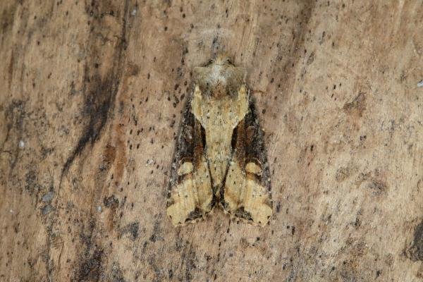 Double Lobed (Lateroligia ophiogramma), adult. Ouston, 19-07-2018. Copyright Verna Atkinson. Double Lobed (Lateroligia ophiogramma), adult. Ouston, 19-07-2018. Copyright Verna Atkinson.
