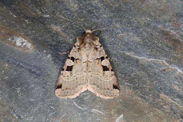 Double Square-spot (Xestia triangulum), adult. Ouston, 17-06-2023. Copyright Verna Atkinson. Double Square-spot (Xestia triangulum), adult. Ouston, 17-06-2023. Copyright Verna Atkinson.