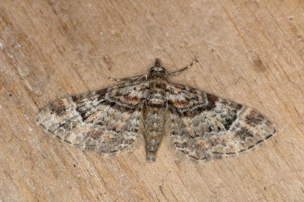 Double-striped Pug (Gymnoscelis rufifasciata), adult. Ouston, 25-08-2019. Copyright Verna Atkinson.
