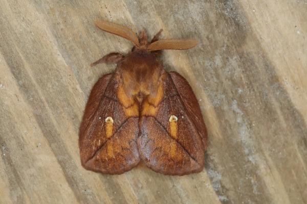Drinker (Euthrix potatoria), adult. Ouston, 19-06-2018. Copyright Verna Atkinson.