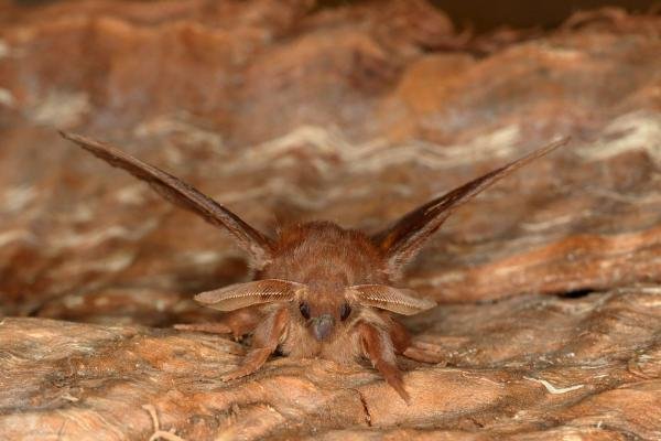 Drinker (Euthrix potatoria), adult. Ouston, 25-06-2019. Copyright Verna Atkinson.